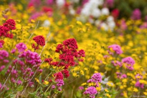 http://www.dennisflood.com/photos/get/2777/irish_wildflowers
